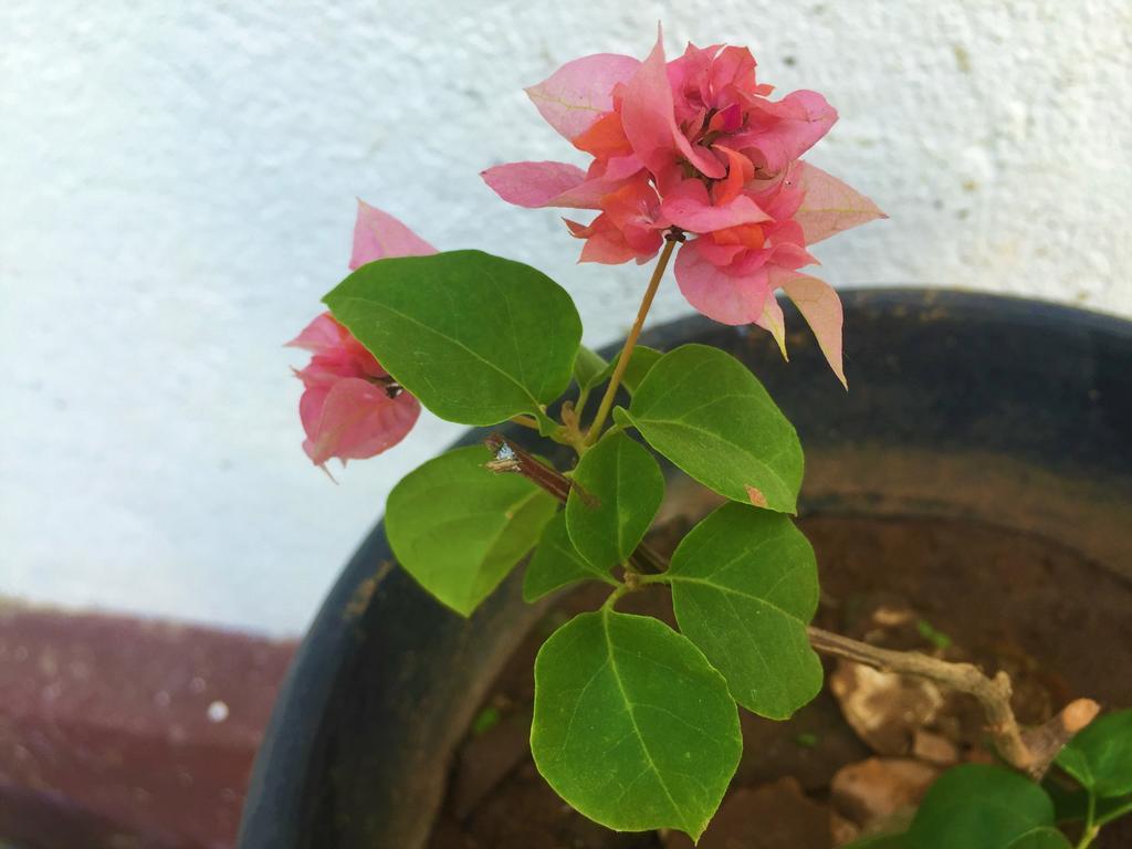 Asian Villa Negombo Zewnętrze zdjęcie